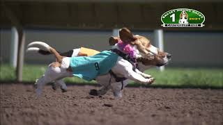 Canterbury Park Basset Hound Races 82921 [upl. by Vaclava]