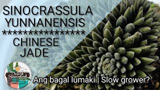 85100 Chinese Jade Sinocrassula Yunnanensis Black Succulent  Bakit ang bagal lumaki [upl. by Deery]