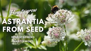 How to Grow Astrantia from Seed  Beginners Guide  Perennial Garden [upl. by Adlemi707]