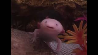 Axolotl yawn [upl. by Yrak]