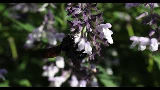 Xylocopa violacea  Bumblebee slow mo [upl. by Blanch]