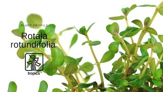 Rotala rotundifolia [upl. by Eiramassenav]