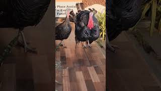 Turkey Tom gobbles in response to whistling turkey bird shorts hen nippu kodi [upl. by Marfe]