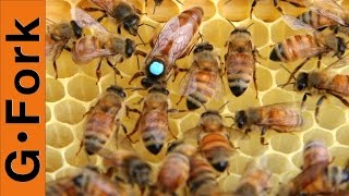 How to Requeen a beehive  Beekeeping 101  GardenFork [upl. by Irakuy]