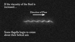 Bacterial flagella in a viscous shear flow [upl. by Godfree]