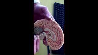 Sagittal Section of Brain Model [upl. by Tomaso518]