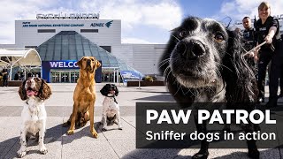 PAW PATROL Introducing ExCeLs new sniffer dog team [upl. by Dualc302]