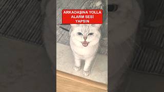 Kedi miyav alarmı  Kedi çağırma sesi kedisesi miyavlama [upl. by Renrag977]