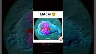 Mitosis cytology short [upl. by Marvel174]