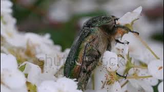 stock footage green rose chafer cetonia aurata beetle feeds on nectar of spirea flowers green big bu [upl. by Ekud102]