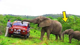 Tourists On Safari Spot Angry Elephant Seconds Later They Realize They Are In Big Trouble [upl. by Shaff]