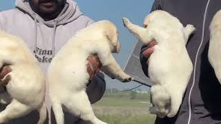 full habby bon Labrador puppy for sale 🐕🐕🐕🐕 subscribe to my youtube channel 🙏♥️ [upl. by Ahsyak]