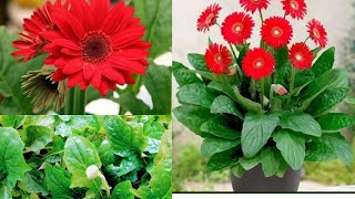 How to grow and care for the Gerbera plant ।। Care and tips for the Gerbera plant।।। [upl. by Ennail]