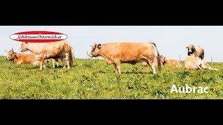 Aubrac Rinder [upl. by Akin17]