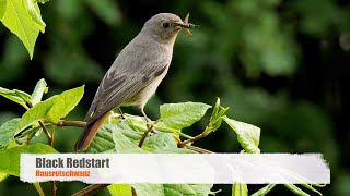 Black Redstart Phoenicurus ochruros ♀ [upl. by Cuttie]