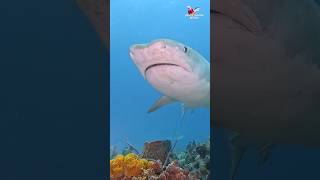 Tiger Shark on beautiful reef part 2 shark sharks ocean explore adventure nature [upl. by Oilla]