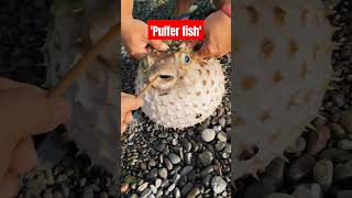 Puffer fish fyp foryou trending [upl. by Sammie738]