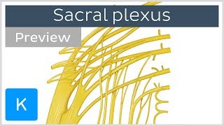 Sacral plexus made easy preview  Human Anatomy  Kenhub [upl. by Arikehs]