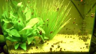 Ramshorn Snails [upl. by Margaretha]