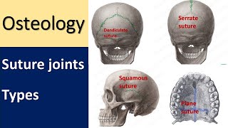 Anatomy of Suture joint l Types l Skull sutureremoval skullanatomy articulation [upl. by Middleton]