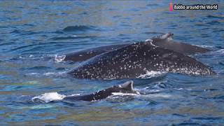 Whales in Doubtful Sound  New Zealand [upl. by Fondea713]