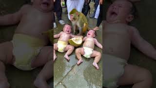 Two babies cried and threw a tantrum when the monkey ate all the durian [upl. by Attirehs321]