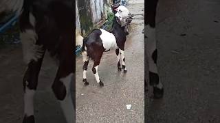 Full quality Gujari Bakra for sale 7230817511 barkat hussain dumba farm new goat animals short [upl. by Adi]