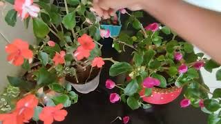 Impatiens Plant Care Tips During Summer II How to Get More Flowers from Impatiens  Balsam Plant II [upl. by Loretta]