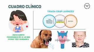 LARINGOTRAQUEITIS CRUP  EPIGLOTITIS ENARM PEDIATRIA [upl. by Lucius]