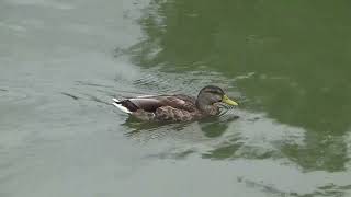 Mallard Duck UK Wildlife [upl. by Arua]