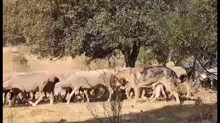 Mastines Españoles con Ovejas Merinas en Badajoz a 40 Grados [upl. by Gamal845]