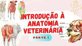 Introdução à Anatomia Veterinária part 1 [upl. by Gerhard]