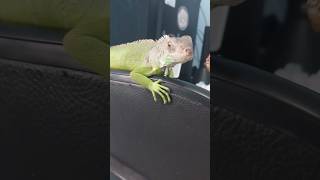 Dino Attack Iguana and Tyrex shortsvideo shorts viralvideo fyp [upl. by Bettye]