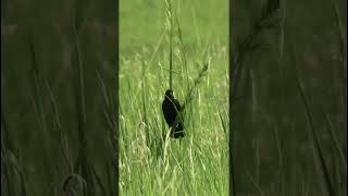 The song of a Bobolink nature birds [upl. by Rasure]