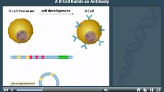 Antibody Production animation [upl. by Puklich]