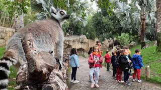 Enriquecimientos para lémures y puercoespines en Expedición África escuela de vacaciones de BIOPARC [upl. by Meuser285]