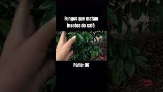 Bovéria bassiana controla quais insetos boveria cafeconiloneagro youtubeshorts youtube [upl. by Agem]