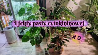 Efekty pasty cytokininowej 9 [upl. by Anirat]