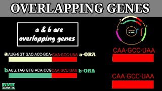 Overlapping Genes  Open Reading Frames  What Are overlapping Genes [upl. by Bolling913]