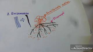 Fungi Hyphae Modification [upl. by Santos]