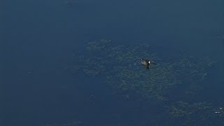 Colorado River Meets Sea Of Cortez Again [upl. by Ardnoel]