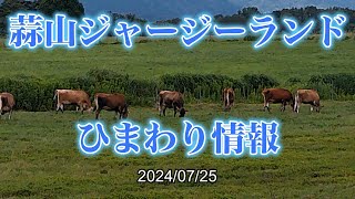 蒜山ジャージーランド ひまわり情報 20240725 [upl. by Arrekahs62]