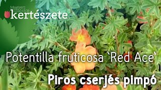 Potentilla fruticosa Red Ace  Cserjés pimpó piros ültetése  Megyeri Kertészet Szeged [upl. by Rabbi837]