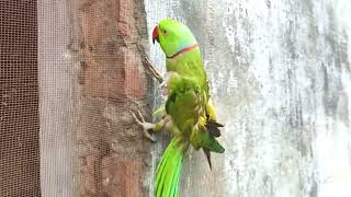 mitthu upar chahar raha hai 🤣🤣 video funnyclips cute birds funnyvideos [upl. by Lorie]