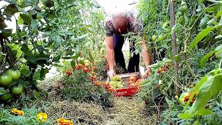 tomates  cultiver vos tomates sous une serre [upl. by Leyameg]