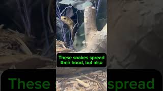 Interesting defensive behavior from the Philippine cobra Naja philippinensis venomoussnake [upl. by Carmelita]