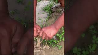 Two Boys Caught a LOT of FISH in Muddy Water [upl. by Drhcir]