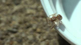 Intelligent Jumping SpiderHentzia Mitrata [upl. by Reffotsirhc235]