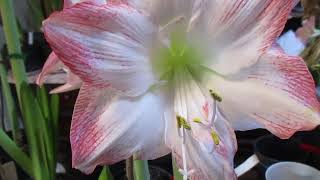 Sofia Amarylis Hippeastrum X Hybridum Bulb Plant in full bloom [upl. by Evita]