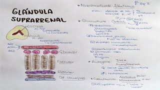 Glándula suprarrenal Aldosterona Cortisol DHEA Androstenediona [upl. by Siramay]